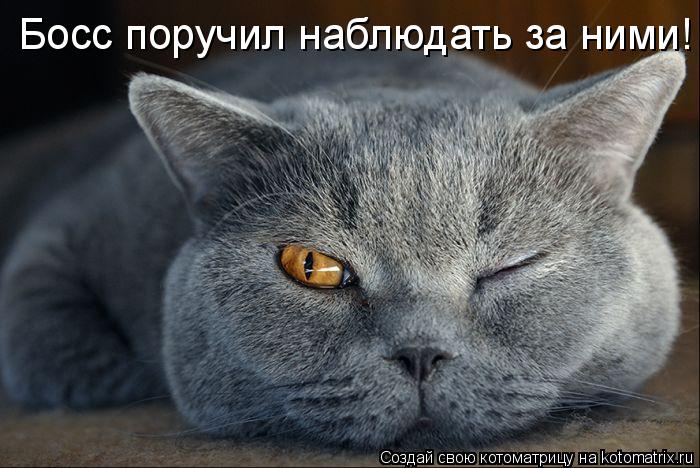 Босс поручил наблюдать за ними!... Котоматрица: Босс поручил наблюдать за ними!