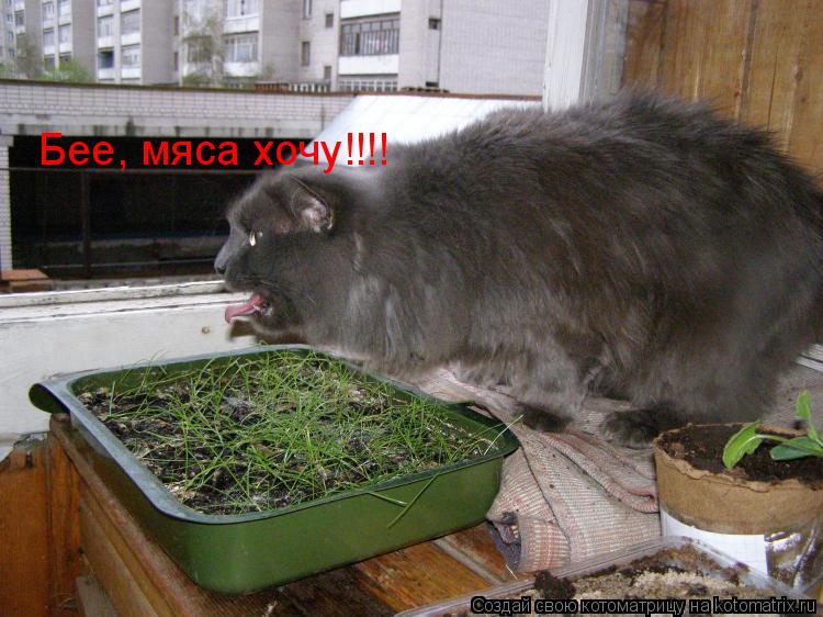 Бее, мяса хочу!!!!... Котоматрица: Бее, мяса хочу!!!!