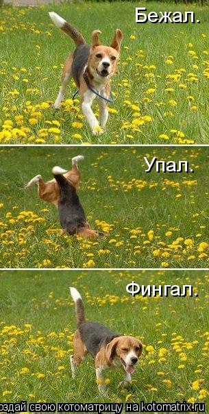 Бежал. Упал. Фингал.... Котоматрица: Бежал. Упал. Фингал.