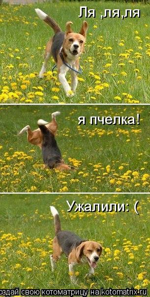 Ля ,ля,ля я пчелка! Ужалили: (... Котоматрица: Ля ,ля,ля я пчелка! Ужалили: (
