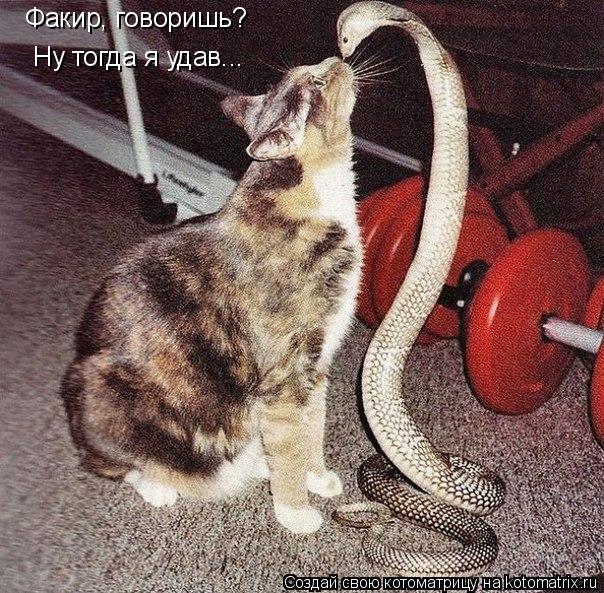 Факир, говоришь? Ну тогда я удав...... Котоматрица: Факир, говоришь? Ну тогда я удав...