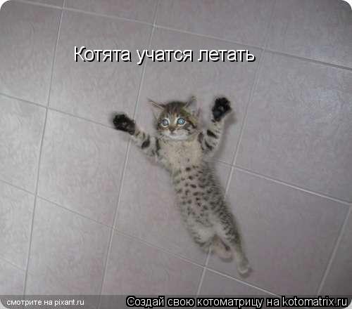Котята учатся летать... Котоматрица: Котята учатся летать