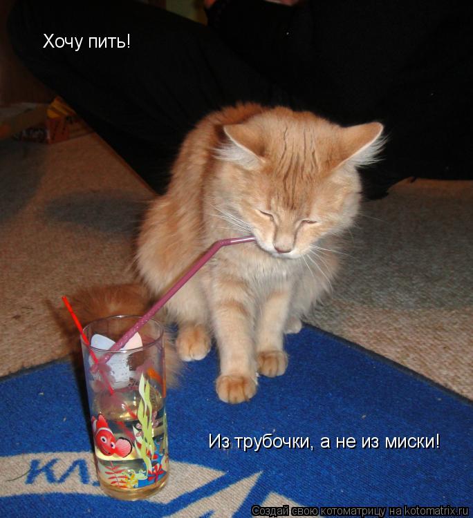 Хочу пить! Из трубочки, а не из миски!... Котоматрица: Хочу пить! Из трубочки, а не из миски!