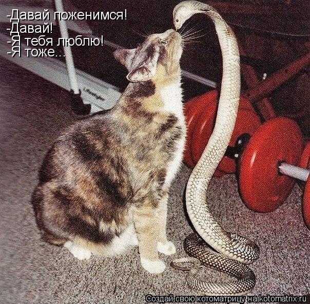 -Давай поженимся! -Давай! -Я тебя люблю! -Я тоже...... Котоматрица: -Давай поженимся! -Давай! -Я тебя люблю! -Я тоже...