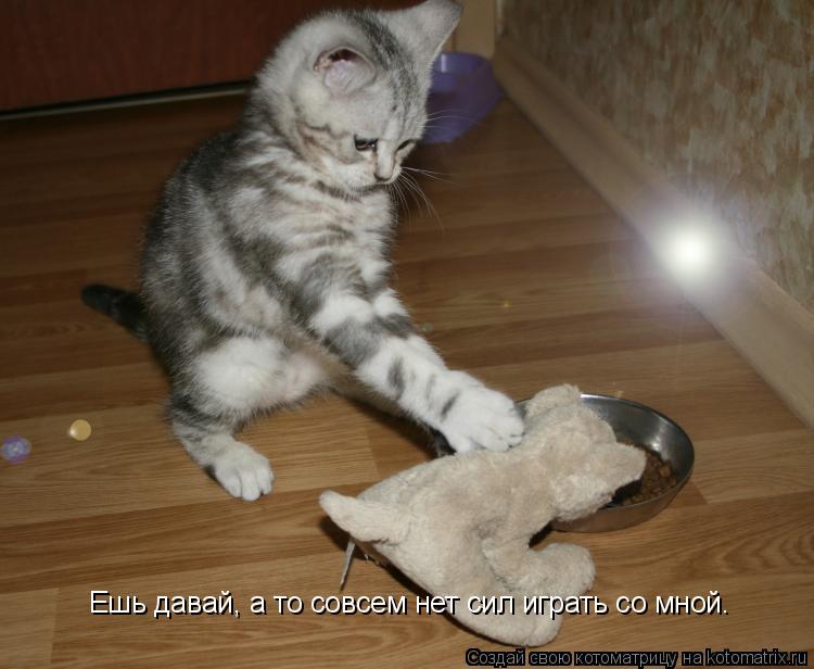 Ешь давай, а то совсем нет сил играть со мной.... Котоматрица: Ешь давай, а то совсем нет сил играть со мной.