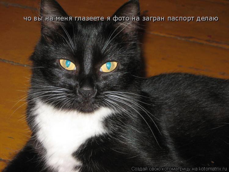 чо вы на меня глазеете я фото на загран паспорт делаю... Котоматрица: чо вы на меня глазеете я фото на загран паспорт делаю