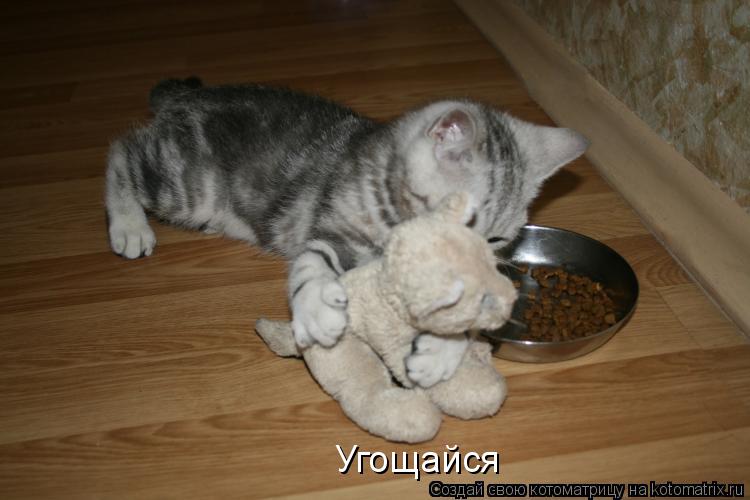 Угощайся... Котоматрица: Угощайся