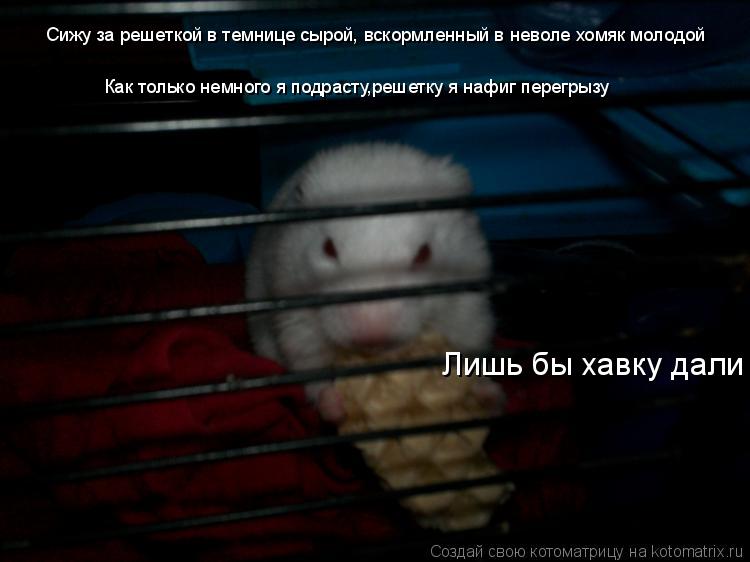 Сижу за решеткой в темнице сырой, вскормленный в неволе хомяк молодой Как только немного я подрасту,р... Котоматрица: Сижу за решеткой в темнице сырой, вскормленный в неволе хомяк молодой Как только немного я подрасту,решетку я нафиг перегрызу Лишь бы хавку