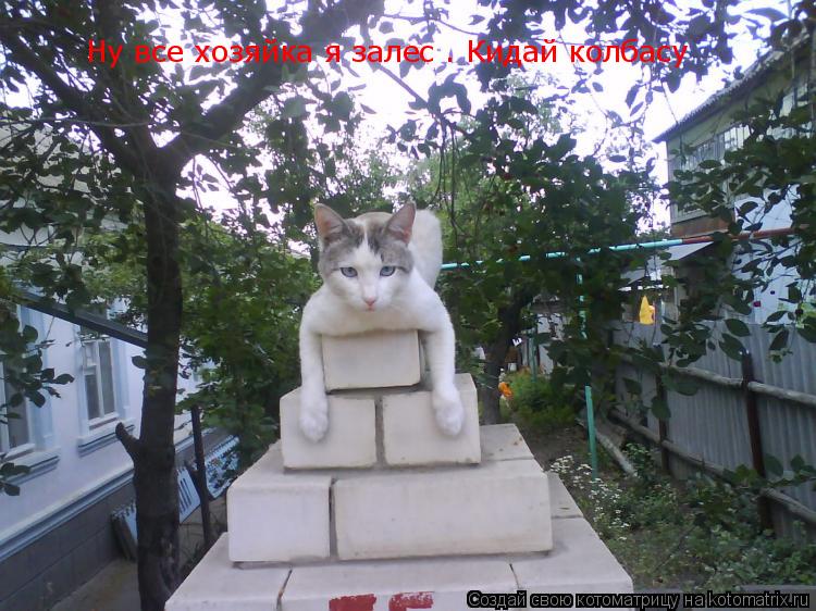 Ну все хозяйка я залес . Кидай колбасу... Котоматрица: Ну все хозяйка я залес . Кидай колбасу