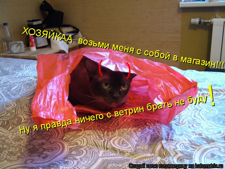 ХОЗЯЙКАА возьми меня с собой в магазин!!! Ну я правда ничего с ветрин брать не буду ! ( )... Котоматрица: ХОЗЯЙКАА возьми меня с собой в магазин!!! Ну я правда ничего с ветрин брать не буду ! ( )