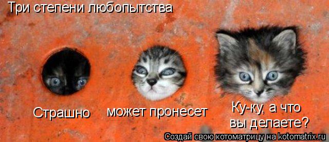 Три степени любопытства Страшно может пронесет Ку-ку, а что вы делаете?... Котоматрица: Три степени любопытства Страшно может пронесет Ку-ку, а что вы делаете?
