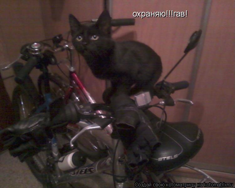 охраняю!!!гав!... Котоматрица: охраняю!!!гав!
