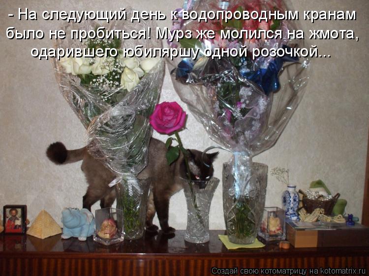 Котоматрица: - На следующий день к водопроводным кранам было не пробиться! Мурз же молился на жмота, одарившего юбиляршу одной розочкой...