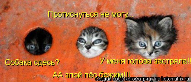 Собака сдесь? Протиснуться не могу... АА злой пёс бежим!!! У меня голова застряла!!... Котоматрица: Собака сдесь? Протиснуться не могу... АА злой пёс бежим!!! У меня голова застряла!!