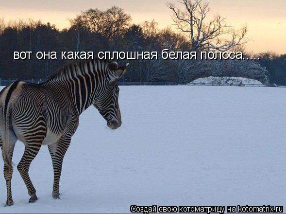 вот она какая сплошная белая полоса........ Котоматрица: вот она какая сплошная белая полоса.....