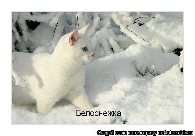 Белоснежка... Котоматрица: Белоснежка