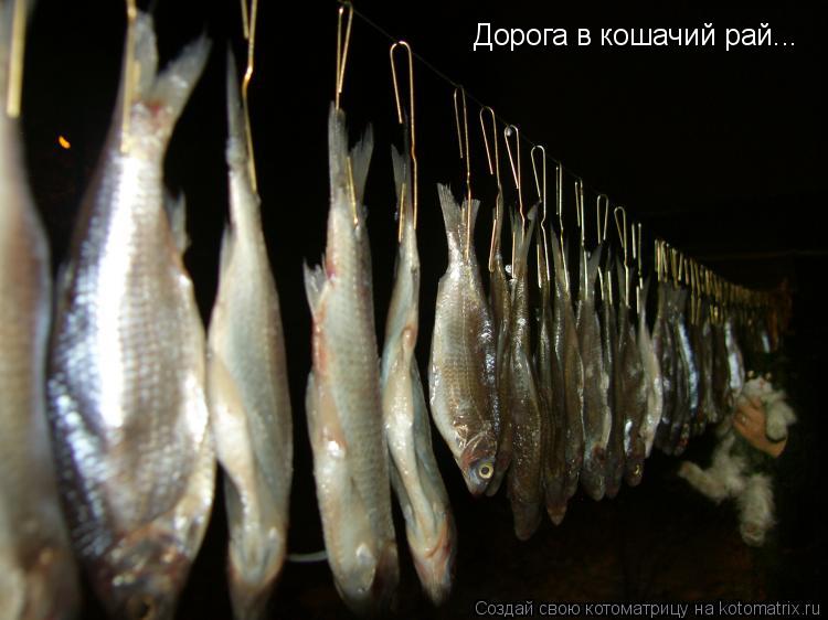 Дорога в кошачий рай...... Котоматрица: Дорога в кошачий рай...