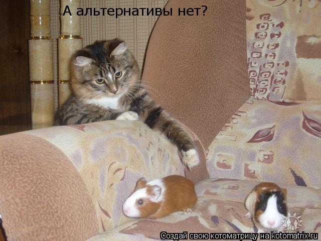 А альтернативы нет?... Котоматрица: А альтернативы нет?