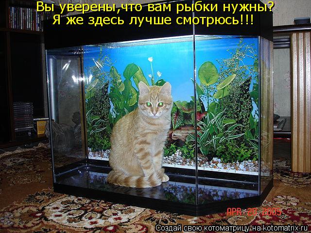 Вы уверены,что вам рыбки нужны? Я же здесь лучше смотрюсь!!!... Котоматрица: Вы уверены,что вам рыбки нужны? Я же здесь лучше смотрюсь!!!