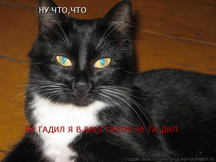 НУ ЧТО,ЧТО НЕ ГАДИЛ Я В ВАШ ТАПОК НЕ ГА-ДИЛ... Котоматрица: НУ ЧТО,ЧТО НЕ ГАДИЛ Я В ВАШ ТАПОК НЕ ГА-ДИЛ