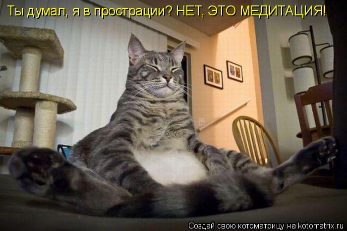 Ты думал, я в прострации? НЕТ, ЭТО МЕДИТАЦИЯ!... Котоматрица: Ты думал, я в прострации? НЕТ, ЭТО МЕДИТАЦИЯ!