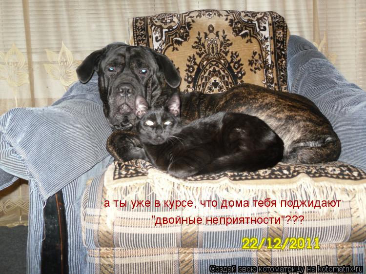 а ты уже в курсе, что дома тебя поджидают "двойные неприятности"???... Котоматрица: а ты уже в курсе, что дома тебя поджидают "двойные неприятности"???