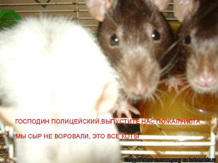 ГОСПОДИН ПОЛИЦЕЙСКИЙ,ВЫПУСТИТЕ НАС ПОЖАЛУЙСТА, МЫ СЫР НЕ ВОРОВАЛИ, ЭТО ВСЕ КОТЫ... Котоматрица: ГОСПОДИН ПОЛИЦЕЙСКИЙ,ВЫПУСТИТЕ НАС ПОЖАЛУЙСТА, МЫ СЫР НЕ ВОРОВАЛИ, ЭТО ВСЕ КОТЫ