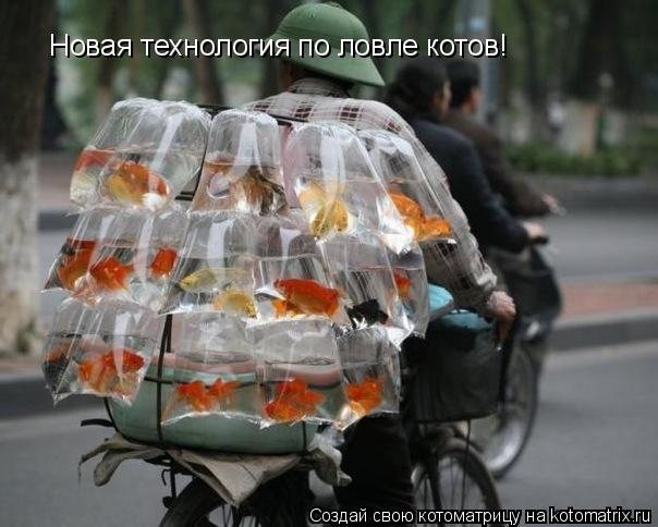 Новая технология по ловле котов!... Котоматрица: Новая технология по ловле котов!