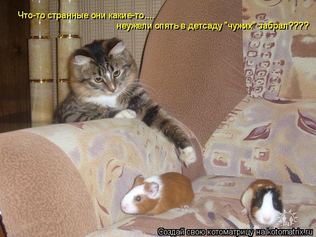 Что-то странные они какие-то.... неужели опять в детсаду "чужих" забрал????... Котоматрица: Что-то странные они какие-то.... неужели опять в детсаду "чужих" забрал????