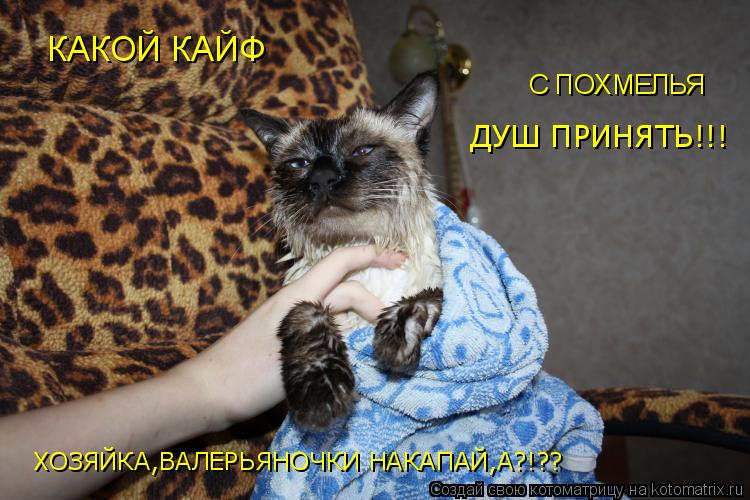КАКОЙ КАЙФ С ПОХМЕЛЬЯ ДУШ ПРИНЯТЬ!!! ХОЗЯЙКА,ВАЛЕРЬЯНОЧКИ НАКАПАЙ,А?!??... Котоматрица: КАКОЙ КАЙФ С ПОХМЕЛЬЯ ДУШ ПРИНЯТЬ!!! ХОЗЯЙКА,ВАЛЕРЬЯНОЧКИ НАКАПАЙ,А?!??