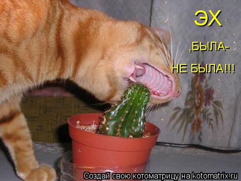 ЭХ ,БЫЛА- НЕ БЫЛА!!!... Котоматрица: ЭХ ,БЫЛА- НЕ БЫЛА!!!