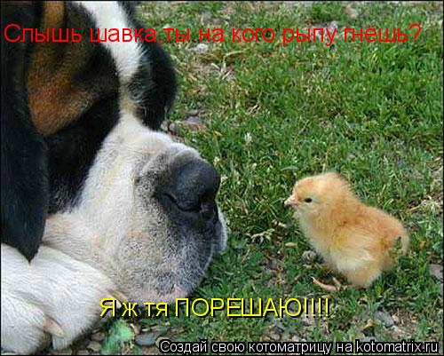 Слышь шавка,ты на кого рыпу гнёшь? Я ж тя ПОРЕШАЮ!!!!... Котоматрица: Слышь шавка,ты на кого рыпу гнёшь? Я ж тя ПОРЕШАЮ!!!!