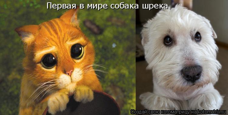 Первая в мире собака шрека... Котоматрица: Первая в мире собака шрека