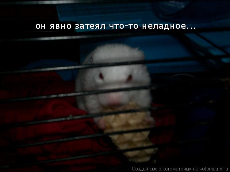 он явно затеял что-то неладное...... Котоматрица: он явно затеял что-то неладное...