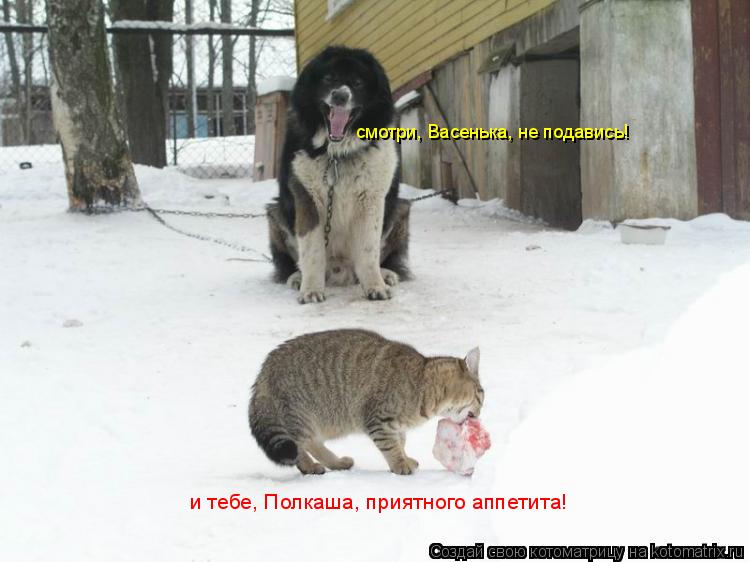 смотри, Васенька, не подавись! и тебе, Полкаша, приятного аппетита!... Котоматрица: смотри, Васенька, не подавись! и тебе, Полкаша, приятного аппетита!