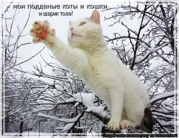мои подданые коты и кошки мои подданые коты и кошки и шарик тоже!... Котоматрица: мои подданые коты и кошки мои подданые коты и кошки и шарик тоже!