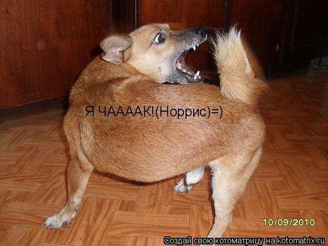 Я ЧААААК!(Норрис)=)... Котоматрица: Я ЧААААК!(Норрис)=)