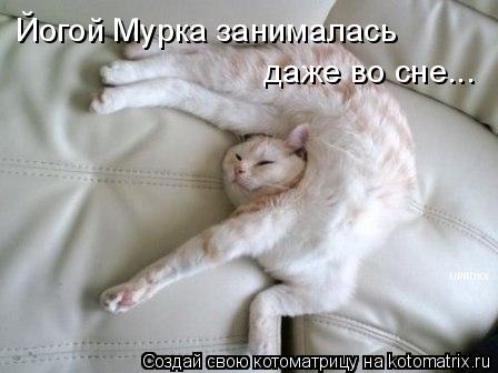 Котоматрица: Йогой Мурка занималась  даже во сне...