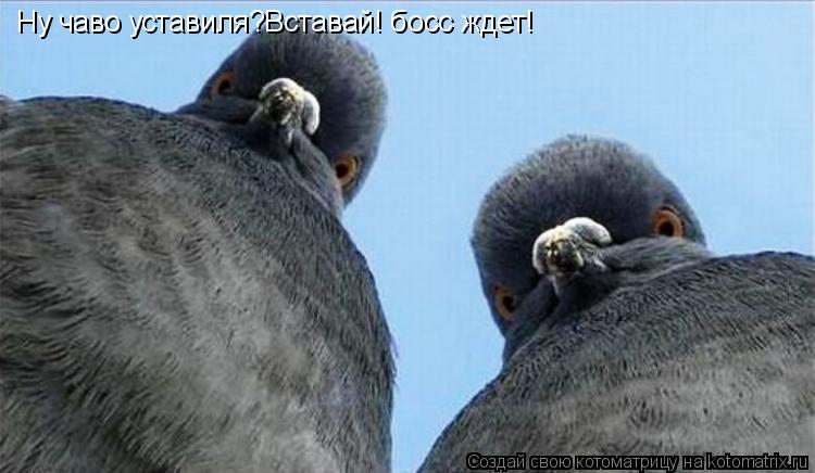Ну чаво уставиля?Вставай! босс ждет!... Котоматрица: Ну чаво уставиля?Вставай! босс ждет!