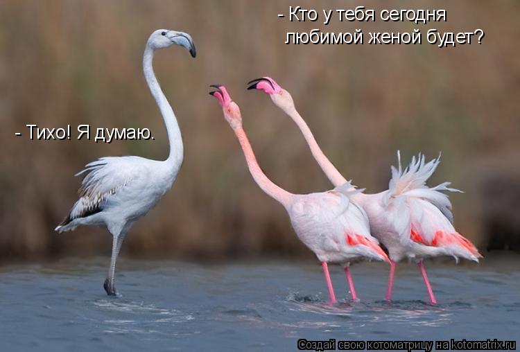 - Кто у тебя сегодня любимой женой будет? - Тихо! Я думаю.... Котоматрица: - Кто у тебя сегодня любимой женой будет? - Тихо! Я думаю.