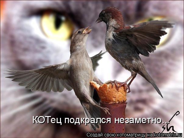 КОТец подкрался незаметно...... Котоматрица: КОТец подкрался незаметно...