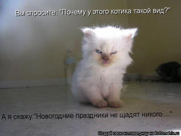 Вы спросите: "Почему у этого котика такой вид?" А я скажу:"Новогодние праздники не щадят никого...."... Котоматрица: Вы спросите: "Почему у этого котика такой вид?" А я скажу:"Новогодние праздники не щадят никого...."