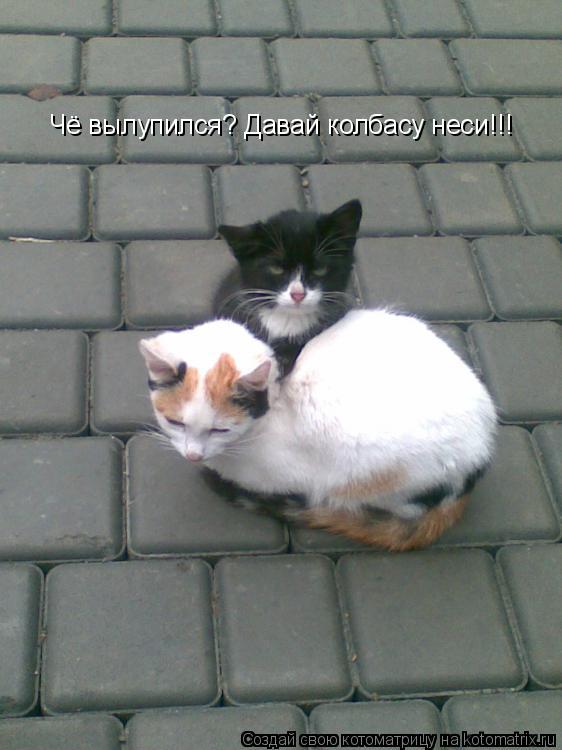 Чё вылупился? Давай колбасу неси!!!... Котоматрица: Чё вылупился? Давай колбасу неси!!!