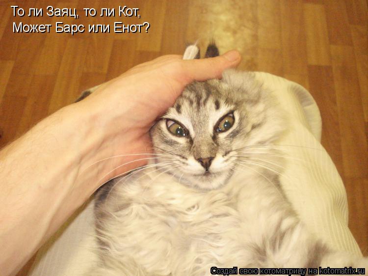 То ли Заяц, то ли Кот, Может Барс или Енот?... Котоматрица: То ли Заяц, то ли Кот, Может Барс или Енот?