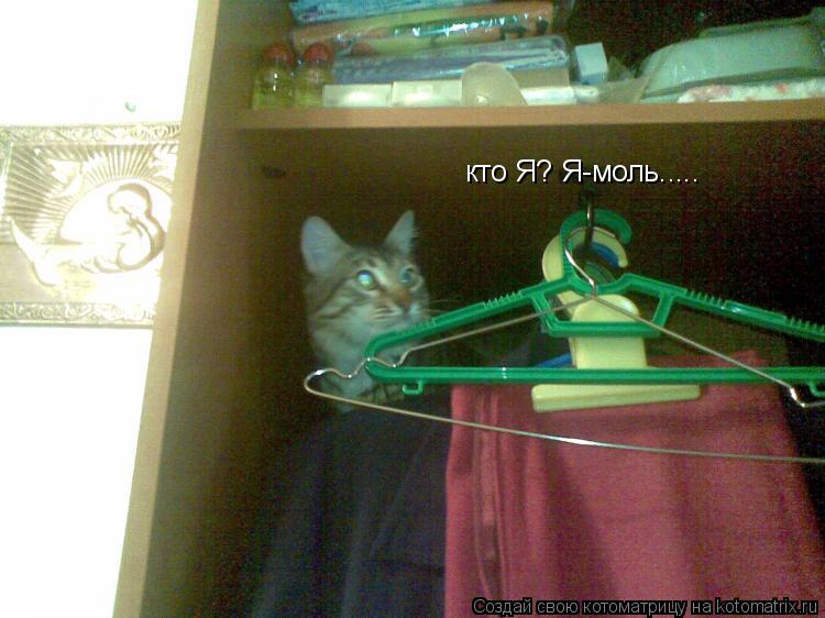 кто Я? Я-моль........ Котоматрица: кто Я? Я-моль.....