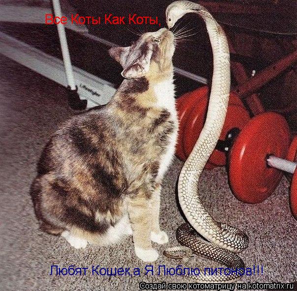 Все Коты Как Коты Все Коты Как Коты , Любят Кошек,а Я Люблю питонов!!!... Котоматрица: Все Коты Как Коты Все Коты Как Коты , Любят Кошек,а Я Люблю питонов!!!
