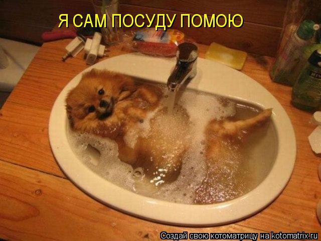 Я САМ ПОСУДУ ПОМОЮ... Котоматрица: Я САМ ПОСУДУ ПОМОЮ