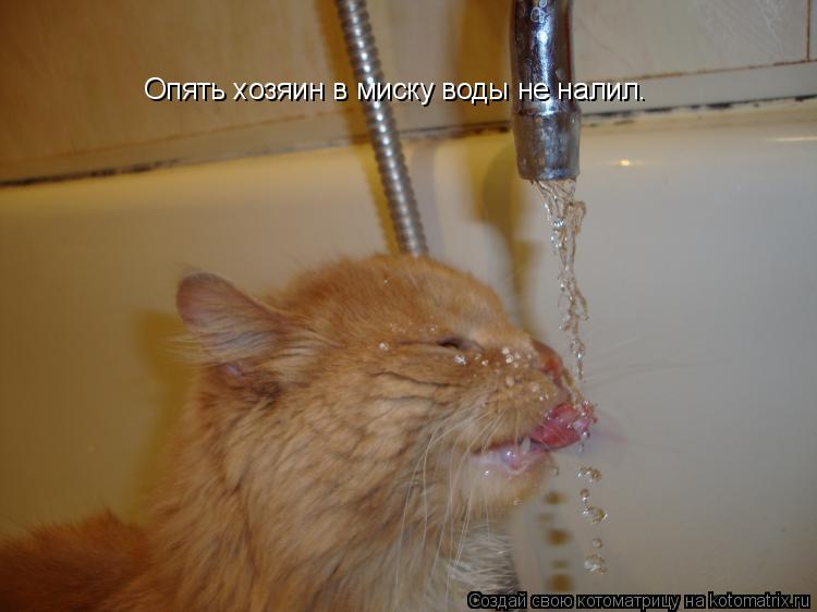 Опять хозяин в миску воды не налил.... Котоматрица: Опять хозяин в миску воды не налил.