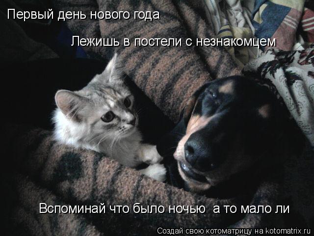 Первый день нового года Лежишь в постели с незнакомцем Вспоминай что было ночью а то мало ли... Котоматрица: Первый день нового года Лежишь в постели с незнакомцем Вспоминай что было ночью а то мало ли