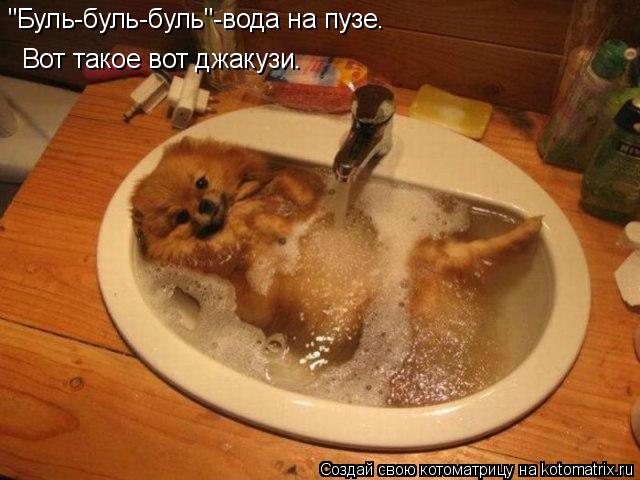 "Буль-буль-буль"-вода на пузе. Вот такое вот джакузи.... Котоматрица: "Буль-буль-буль"-вода на пузе. Вот такое вот джакузи.
